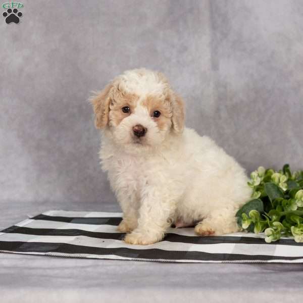 Penn, Bich-Poo Puppy